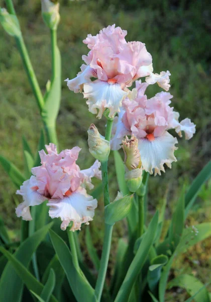 Blühende Bunte Irisierungen Blumenbeet — Stockfoto