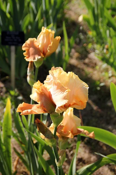 Kvetoucí Duhovky Záhonu — Stock fotografie