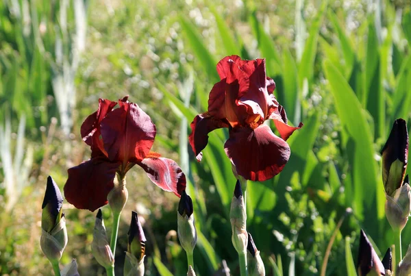 Kvetoucí Tmavě Červené Duhovky Květinové Záhoně — Stock fotografie