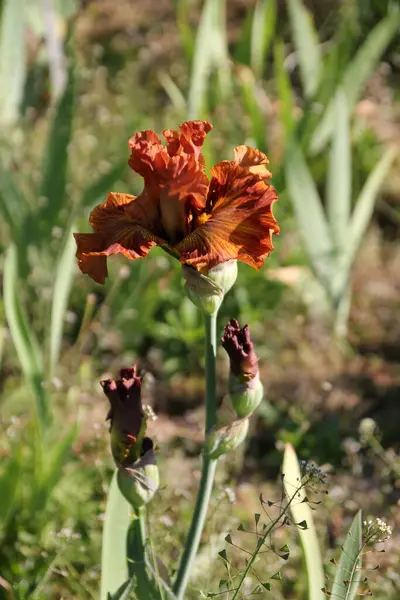 Blühende Rote Iris Auf Dem Blumenbeet — Stockfoto