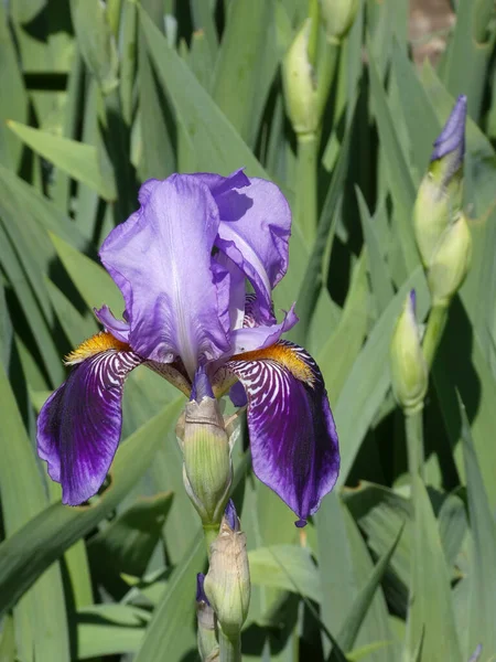 Blühende Violette Iris Auf Dem Blumenbeet — Stockfoto