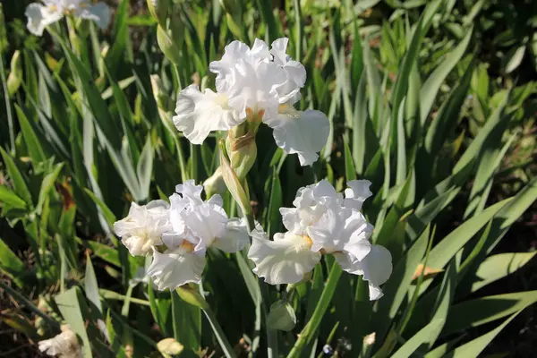 Kvetoucí Bílé Duhovky Květinové Záhoně — Stock fotografie