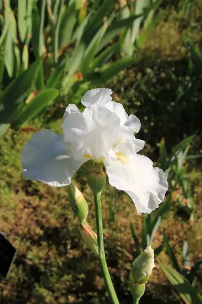 Blühende Weiße Iris Auf Dem Beet — Stockfoto