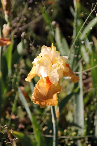 Blühende Orangefarbene Iris Auf Dem Beet — Stockfoto