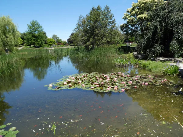 Landschaft Des Regulären Parks Mit Lotusblüten Auf Der Wasseroberfläche — Stockfoto