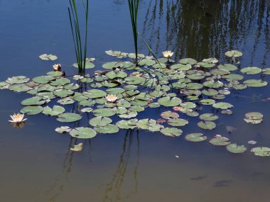 Su yüzeyinde çiçek açan pembe nilüferler