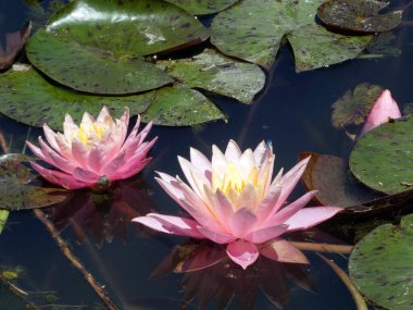 Su yüzeyinde çiçek açan iki pembe nilüfer