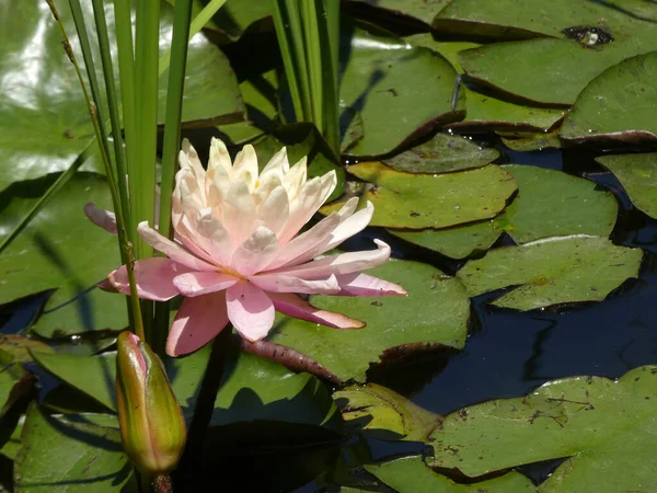 Blühender Rosa Lotus Auf Wasseroberfläche — Stockfoto