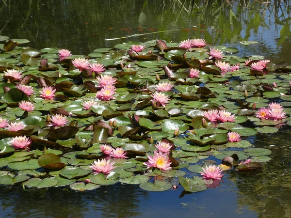 Lotus Roses Fleurs Surface Eau — Photo