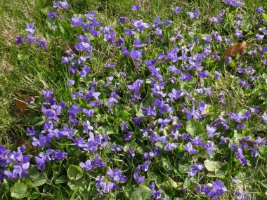 Çiçek arkaplan olarak açan birçok menekşe