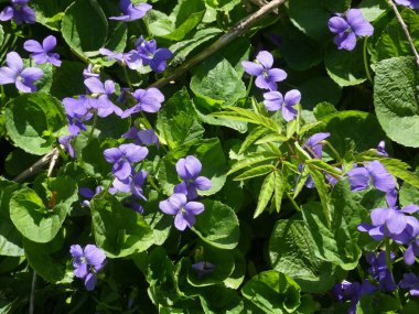 Bir sürü çiçek açan menekşe