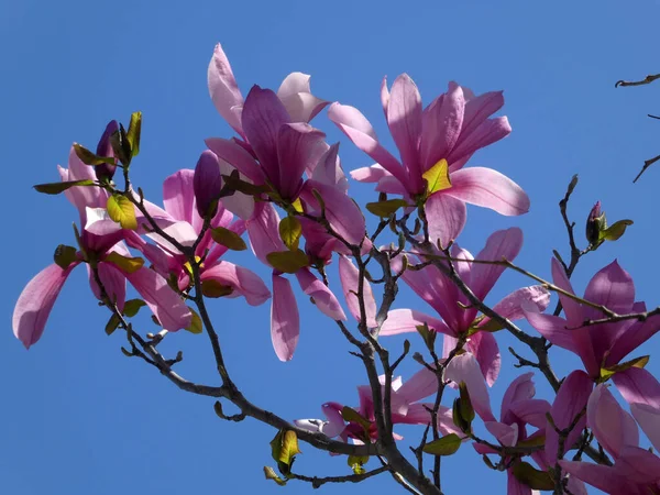 Flores Rosa Florescendo Magnolia — Fotografia de Stock