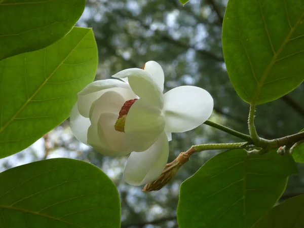 Flor Magnólia Branca Florescente — Fotografia de Stock