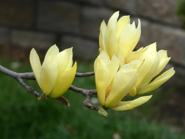 Floração Flores Magnólia Amarela — Fotografia de Stock