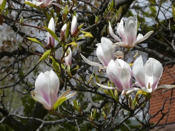 Blooming Pink Magnolia Flowers Tree — Stock Photo, Image