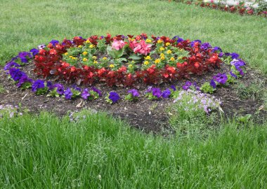 Renkli çiçekli çiçek tarhı