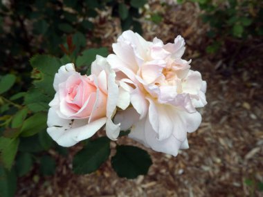 Çalılıklarda açan beyaz güller