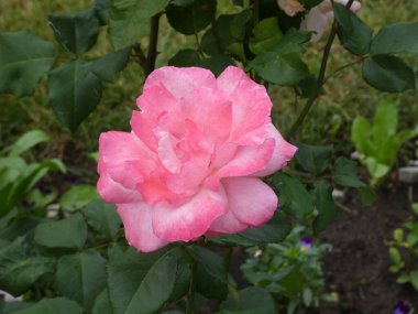 Çalının dalında pembe bir gül