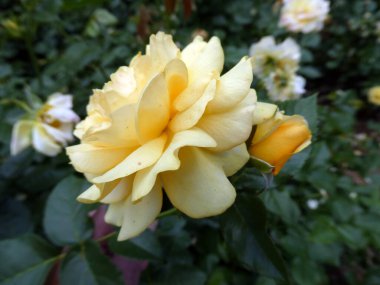 Çalıların dalında çay gülü