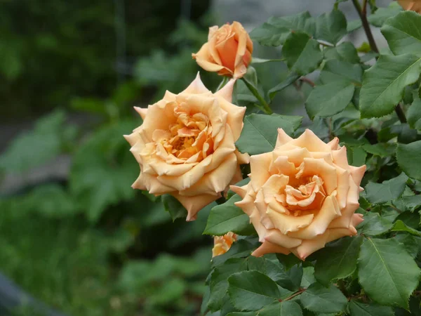 Rosas Cor Rosa Ramo Arbusto — Fotografia de Stock