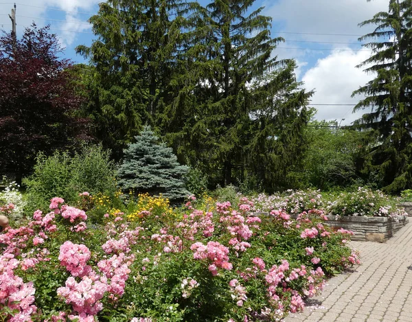 Landscape Park Rose Garden — Stock Photo, Image