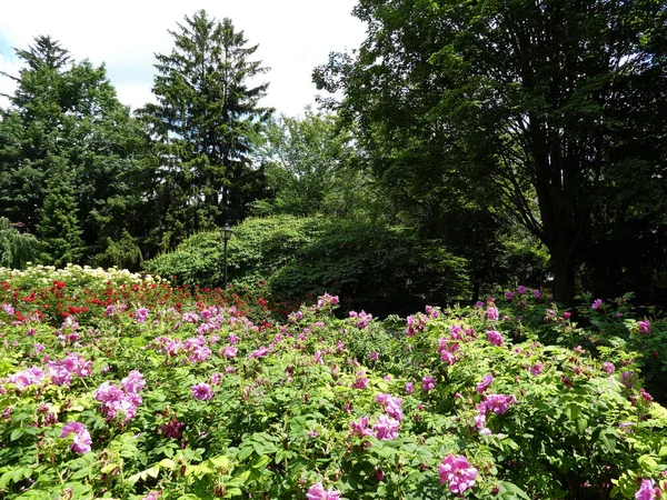 Paisaje Del Parque Con Rosaleda — Foto de Stock