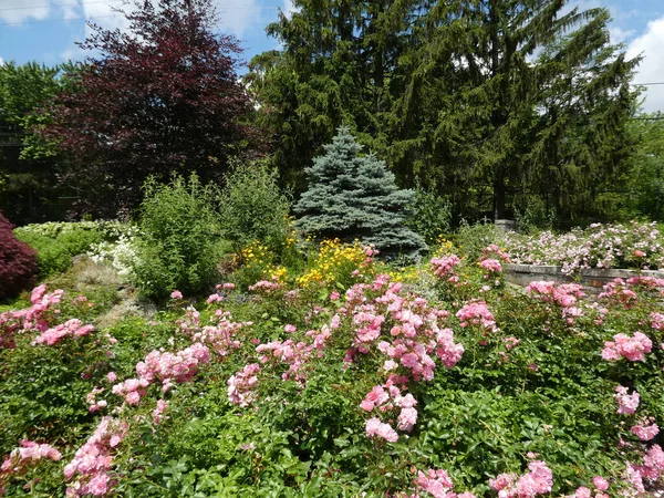 Landscape Park Rose Garden — Stock Photo, Image