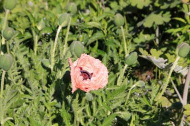 Çiçek tarlasında açan pembe gelincik çiçeği 