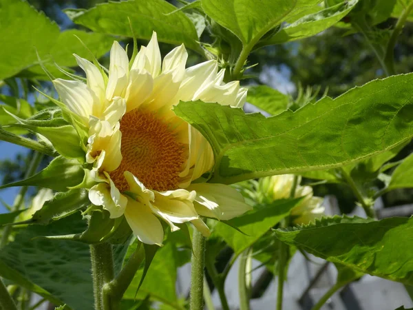 Tournesol Fleurs Dans Jardin — Photo