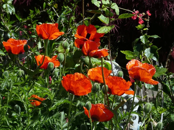 Blooming Red Poppy Flowers Flower Bed Royalty Free Stock Photos