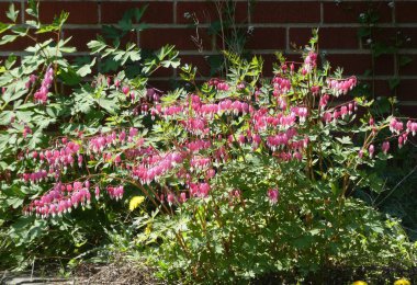 Çalılıklarda pembe renkte çiçekler.