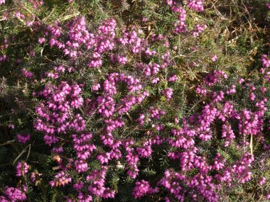 Çiçek arkaplanı olarak dalda açan birçok pembe çiçek var.