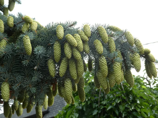 Cones Branch Spruce Tree — Stock Photo, Image