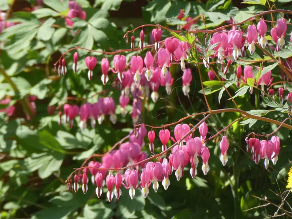 Fiori Rosa Decentra Sul Cespuglio — Foto Stock