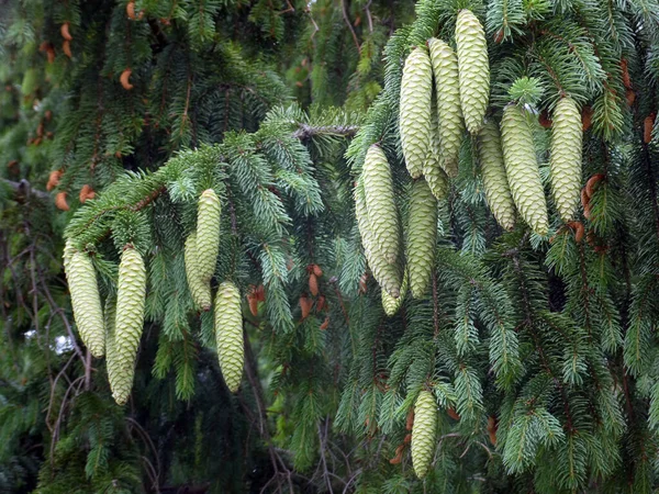 Green Cones Tree Branch — Stock Photo, Image