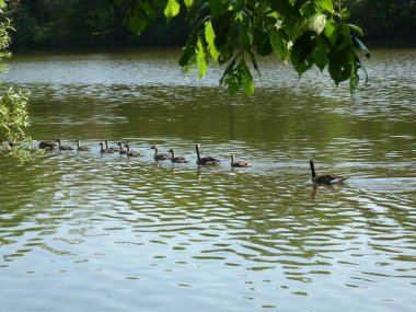 Su yüzeyinde kaz sürüsü olan kazlar.