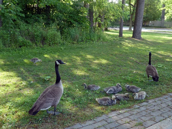 Geese Family Goslings City — Stock Fotó