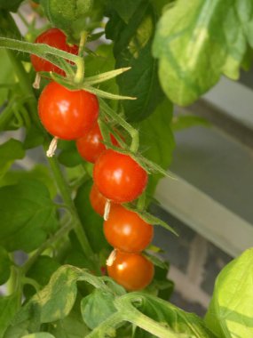 Çalılıklarda kırmızı kiraz domatesleri