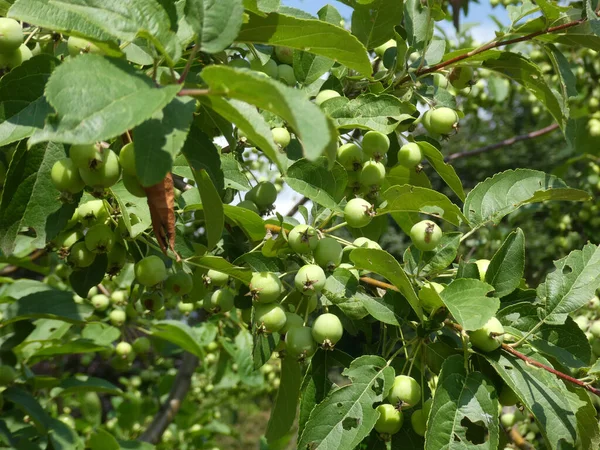 Kleine Grüne Äpfel Baum — Stockfoto