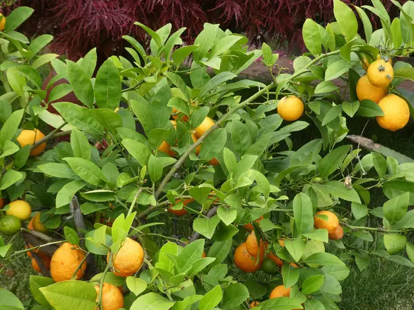 Piccoli Limoni Gialli Ramo — Foto Stock