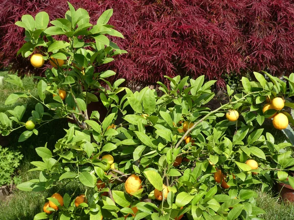 Piccoli Limoni Gialli Ramo — Foto Stock