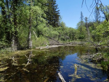 Ormandaki göletli manzara