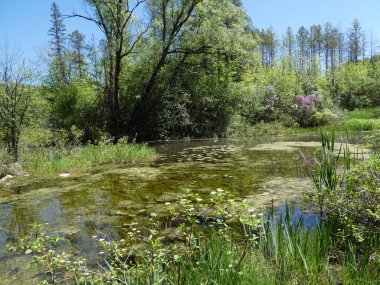 Ormandaki göletli manzara