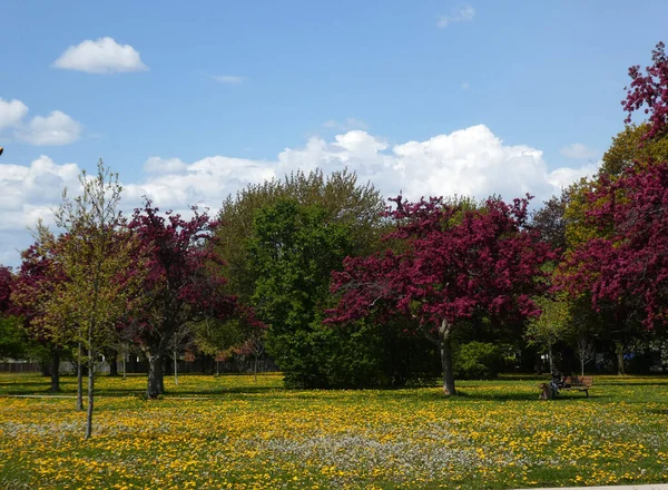 Árboles Florecientes Parque —  Fotos de Stock