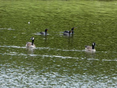 Geese and cormorants on  water surface