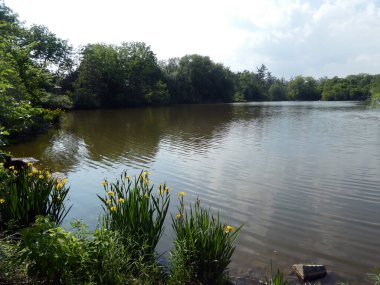 Göl ve ağaçlı manzara