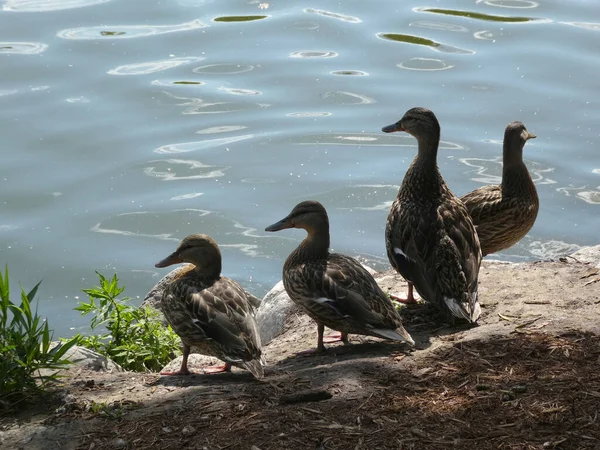 湖滨有四只鸭子 — 图库照片