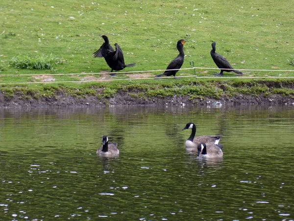 Oche Cormorani Spiaggia — Foto Stock