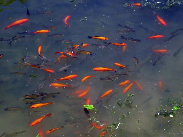 Many Goldfishes Pond Water — Stock Photo, Image