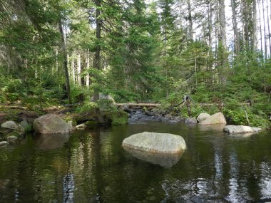 Ormandaki göletli yaz manzarası